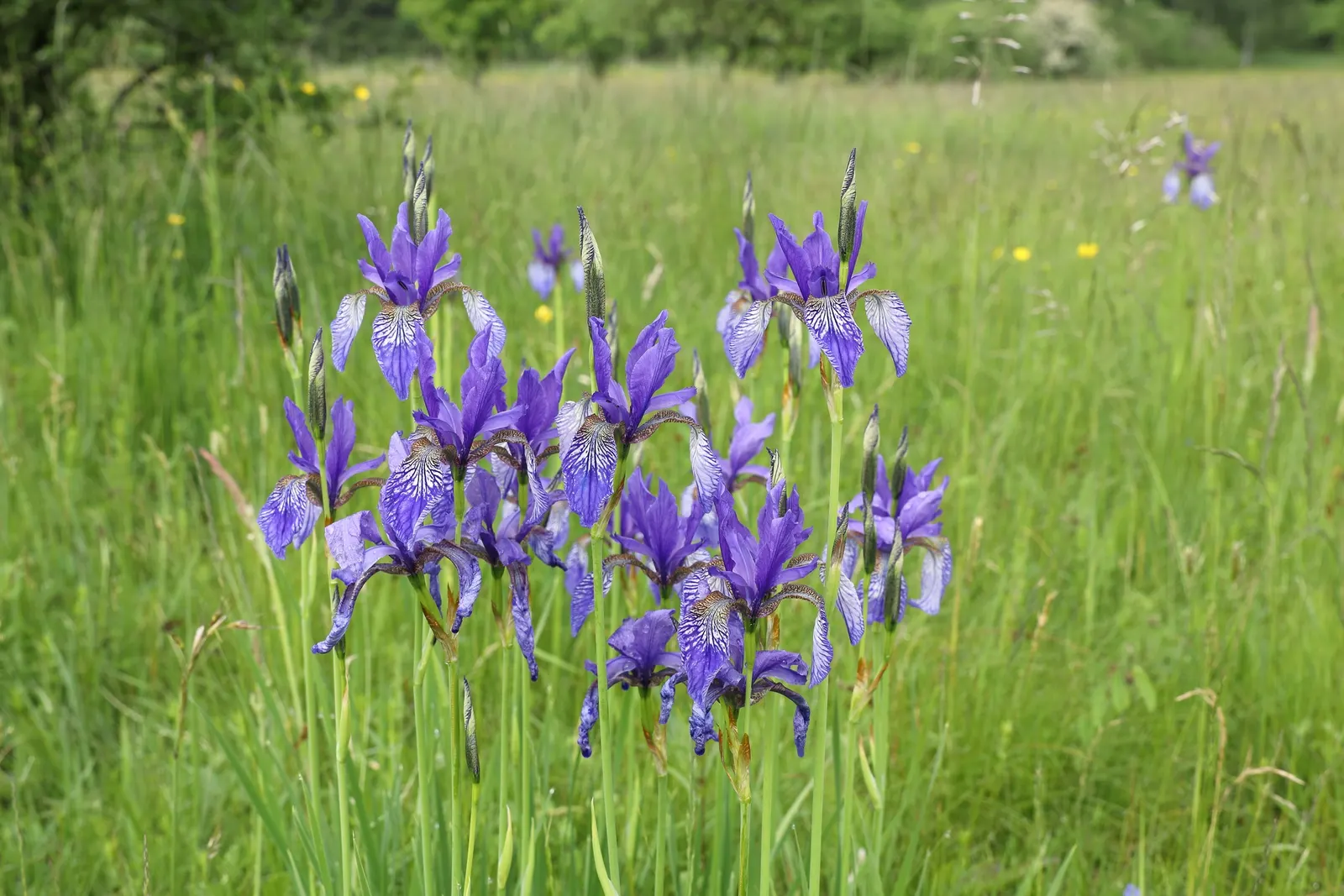 Siberian Iris (Iris Sibirica) — perennial with blue and multi-colored and violet blooms; it thrives in well-draining soil but is notably tolerant, image 119
