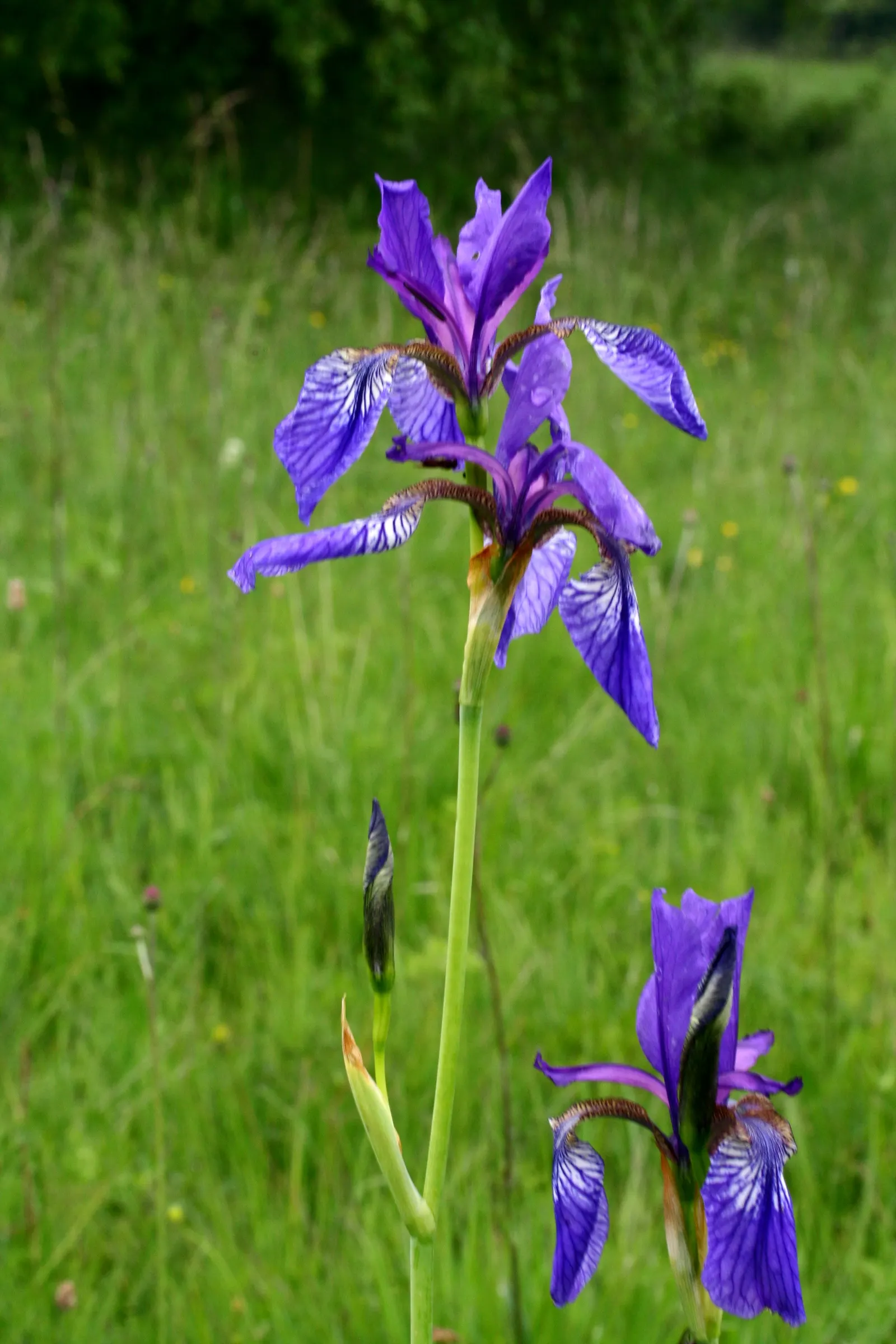 Siberian Iris (Iris Sibirica) — making it suitable for use in rain gardens or near water features
