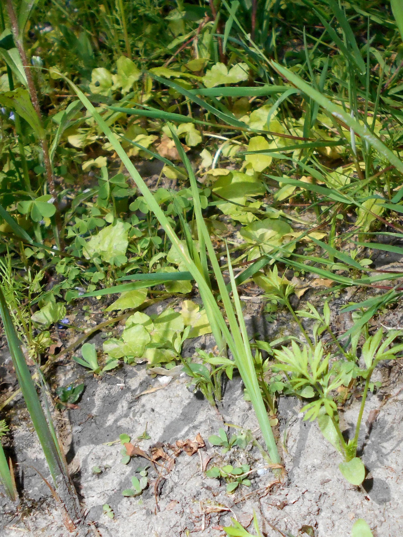 Siberian Iris (Iris Sibirica) — perennial for full or half; consider mass plantings for a dramatic effect or singularly for subtle elegance, image 96