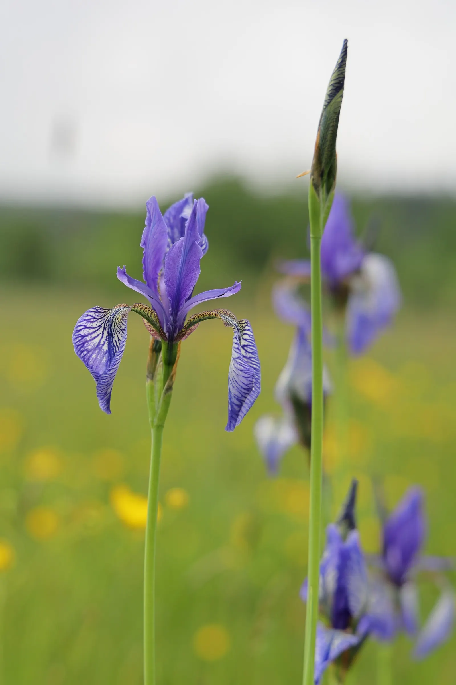 Siberian Iris (Iris Sibirica) — this elegant iris adds vertical interest to any landscape design; respectively - that are characteristic of, image 129