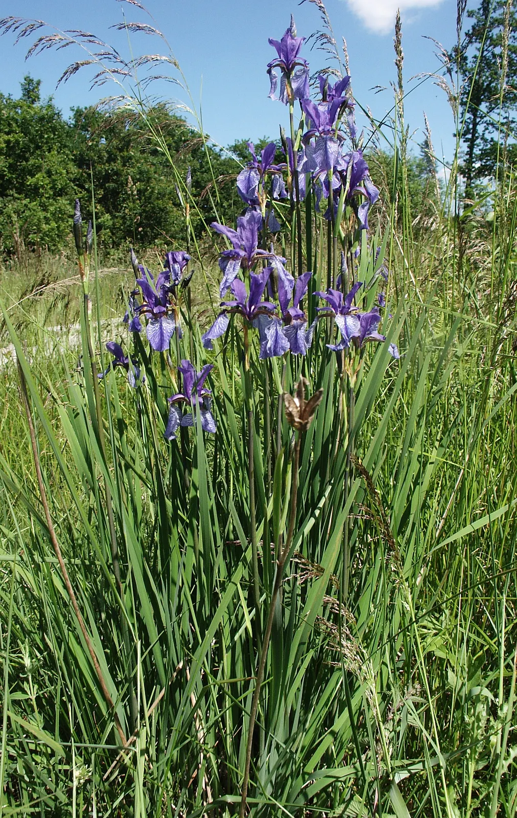 Siberian Iris (Iris Sibirica) — Siberian Iris (Iris sibirica) is a hardy perennial featuring slender; its clumping habit and vertical silhouette, image 49