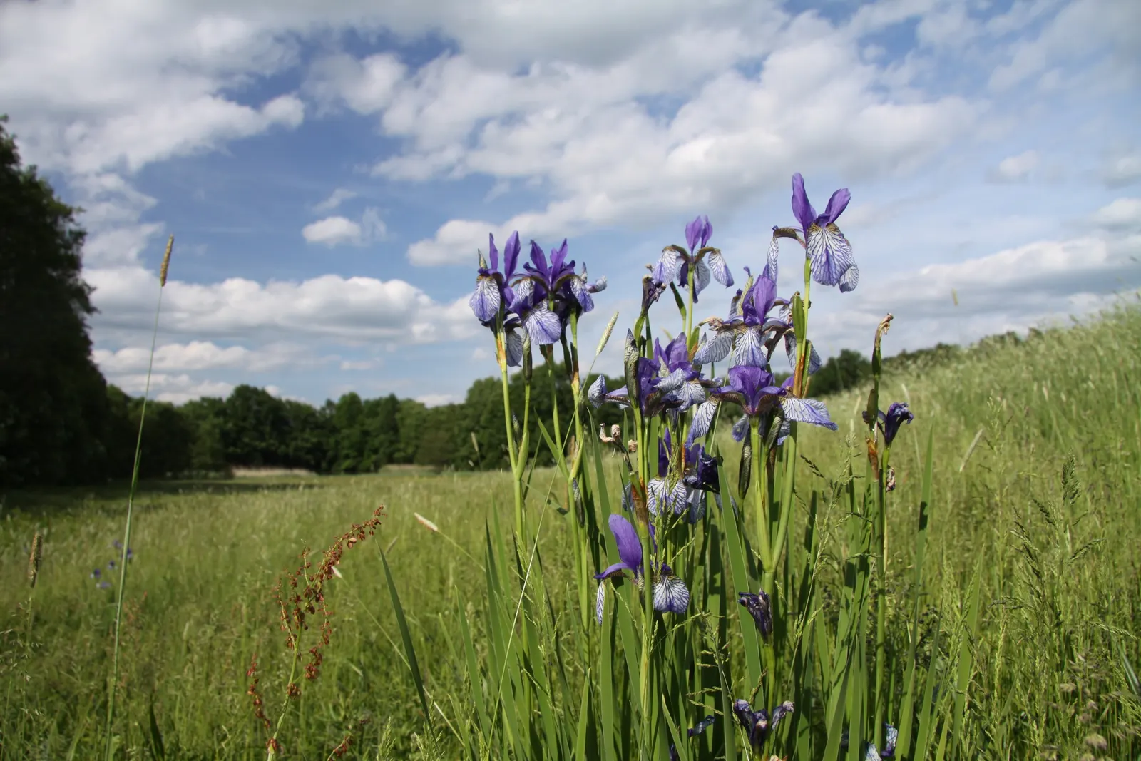 Siberian Iris (Iris Sibirica) — Iris sibirica should be planted in a location that receives full sun to part shade
