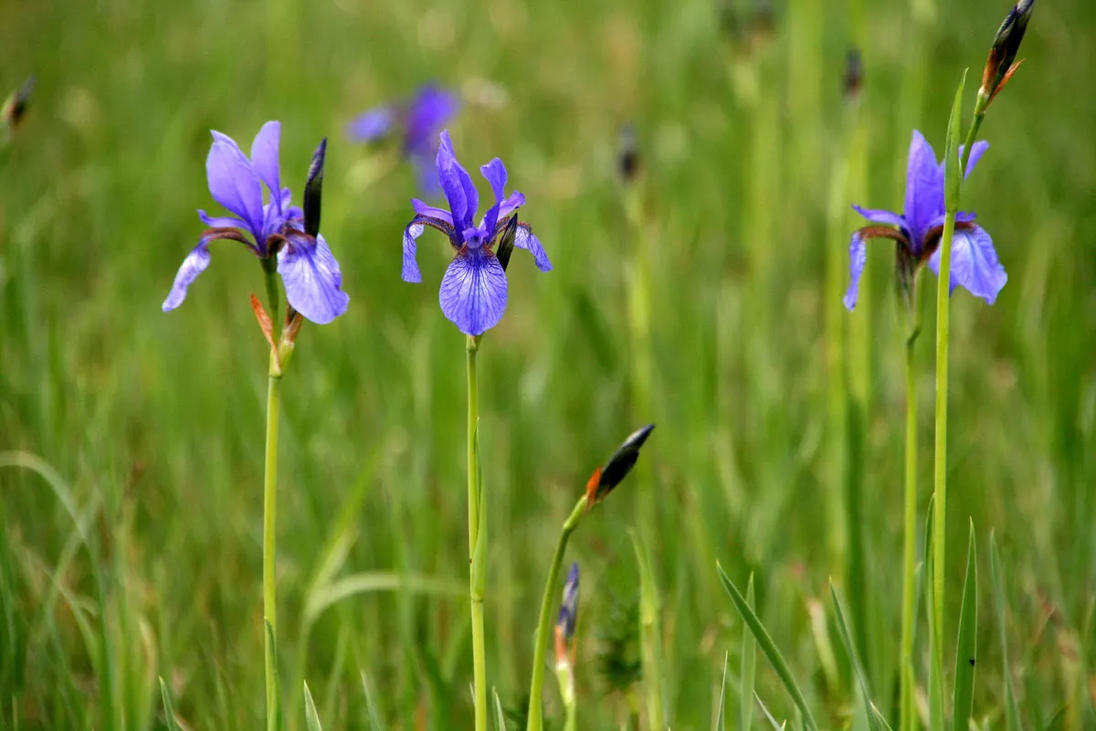 Siberian Iris (Iris Sibirica) — Siberian Iris (Iris sibirica) is a hardy perennial featuring slender; its clumping habit and vertical silhouette, image 73
