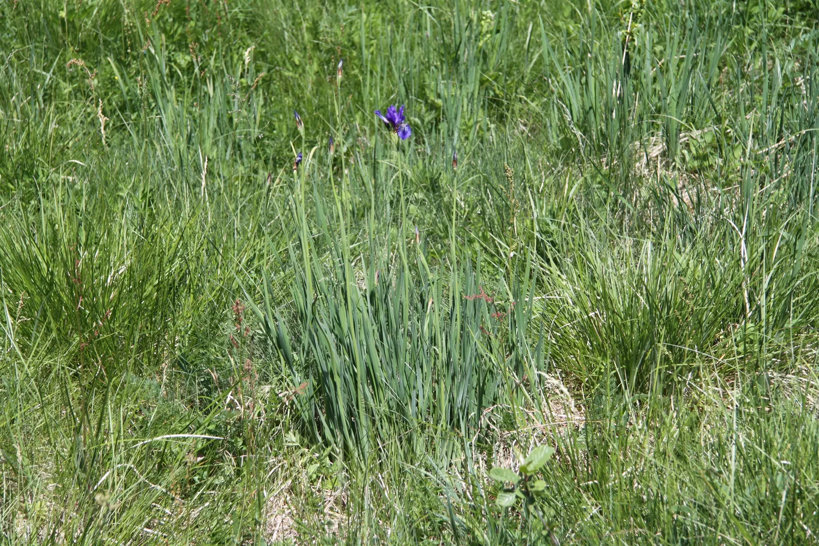 Siberian Iris (Iris Sibirica) — grass-like leaves and striking; blue and multi-colored and violet flowers in the garden