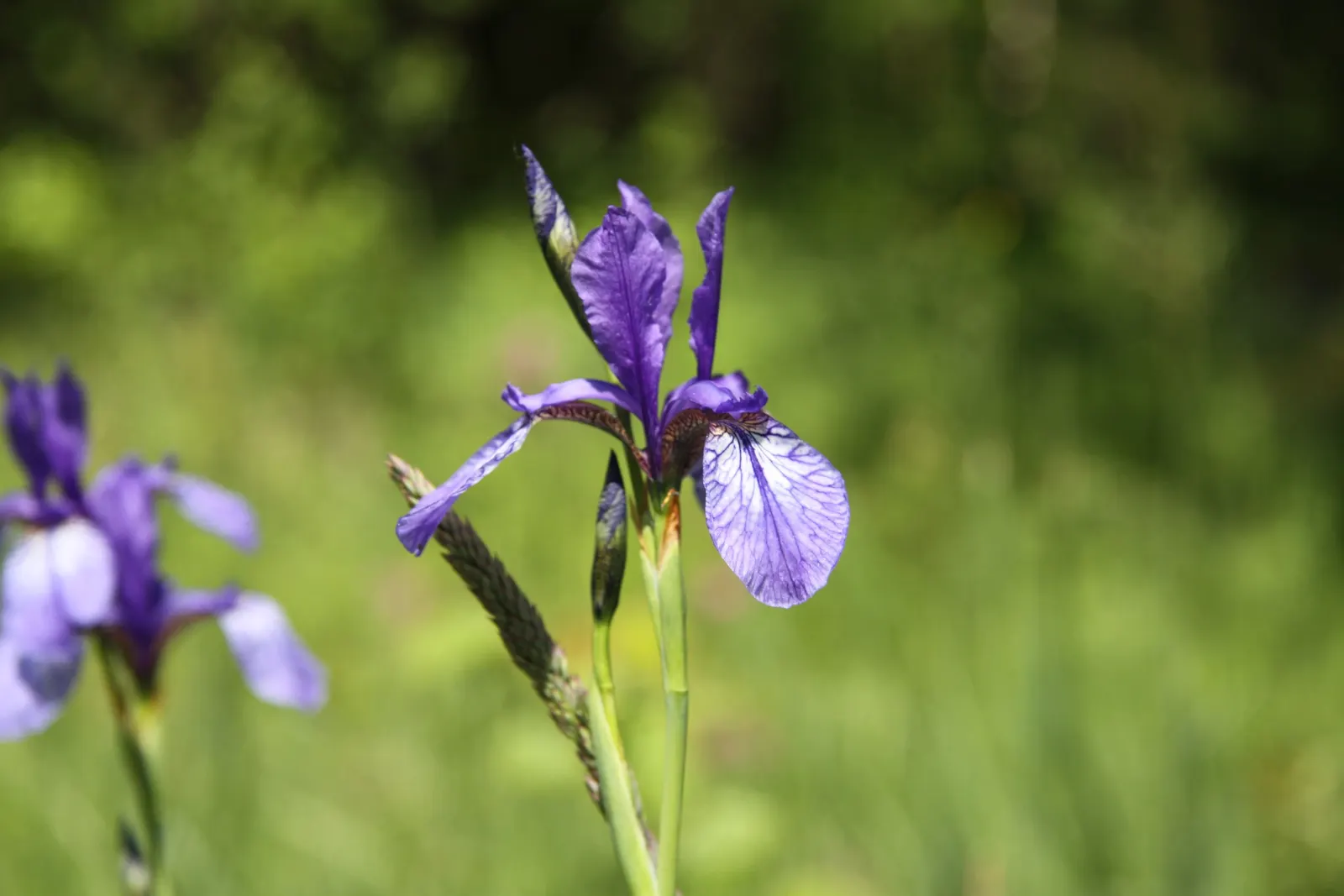 Siberian Iris (Iris Sibirica) — It thrives in well-draining soil but is notably tolerant of wetter conditions; perennial with blue and, image 110
