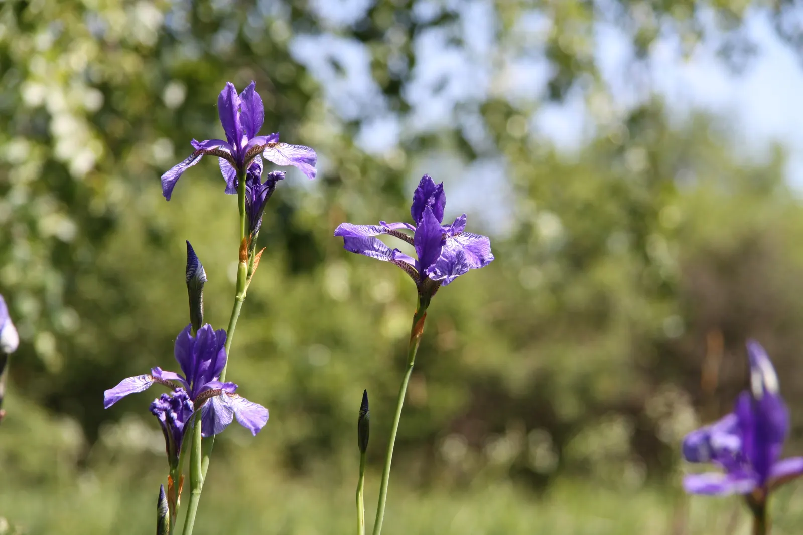 Siberian Iris (Iris Sibirica) — perennial for full or half; consider mass plantings for a dramatic effect or singularly for subtle elegance, image 120