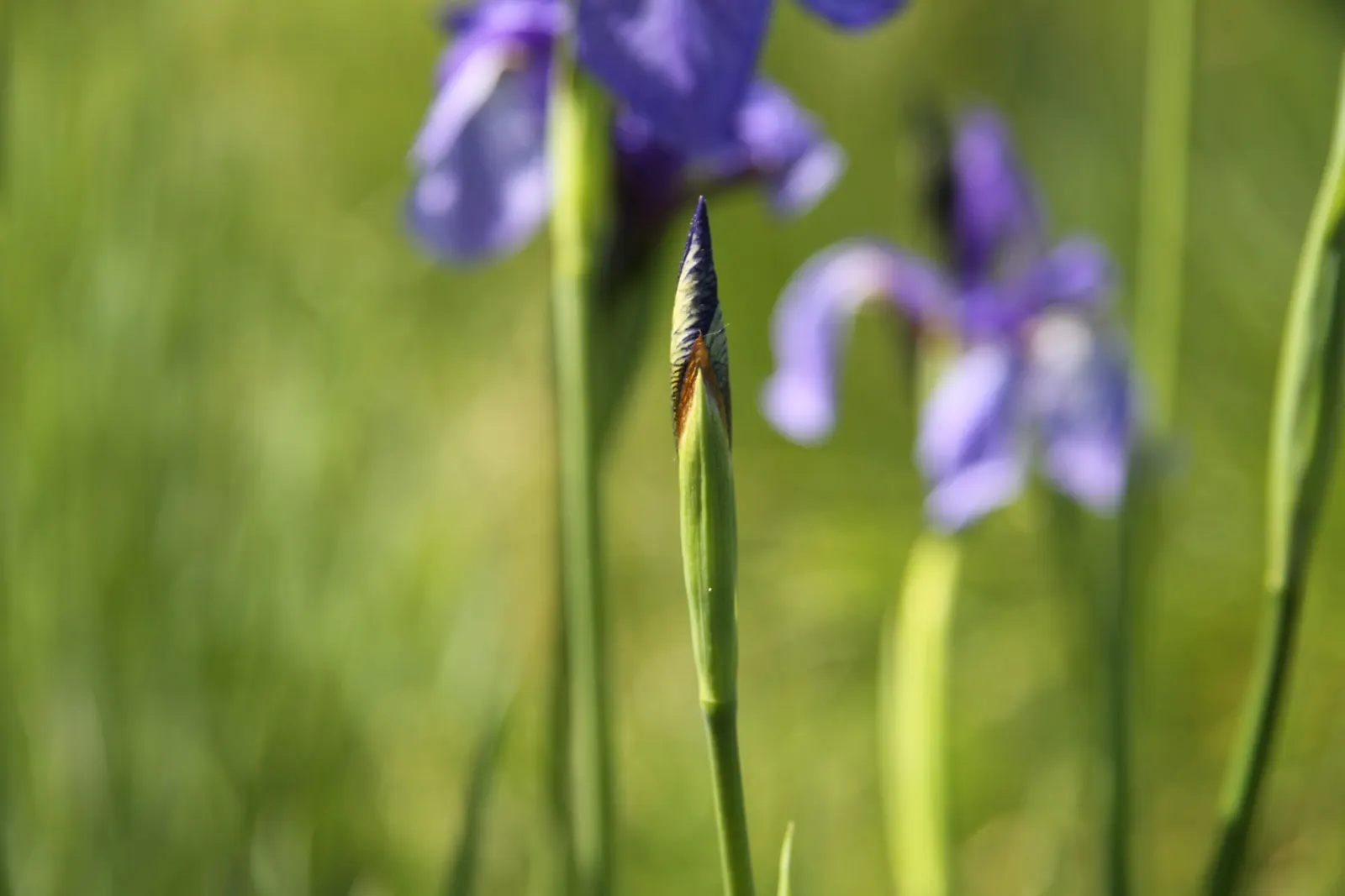 Siberian Iris (Iris Sibirica) — adding both a functional and enchanting element to the garden setting; the Siberian Iris produces several exquisite, image 91