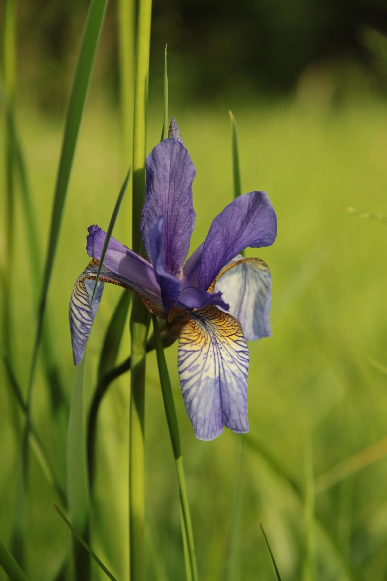 Siberian Iris (Iris Sibirica) — It is also deer-resistant and draws in pollinators; this elegant plant bears vibrant blue to purple flowers in late, image 90