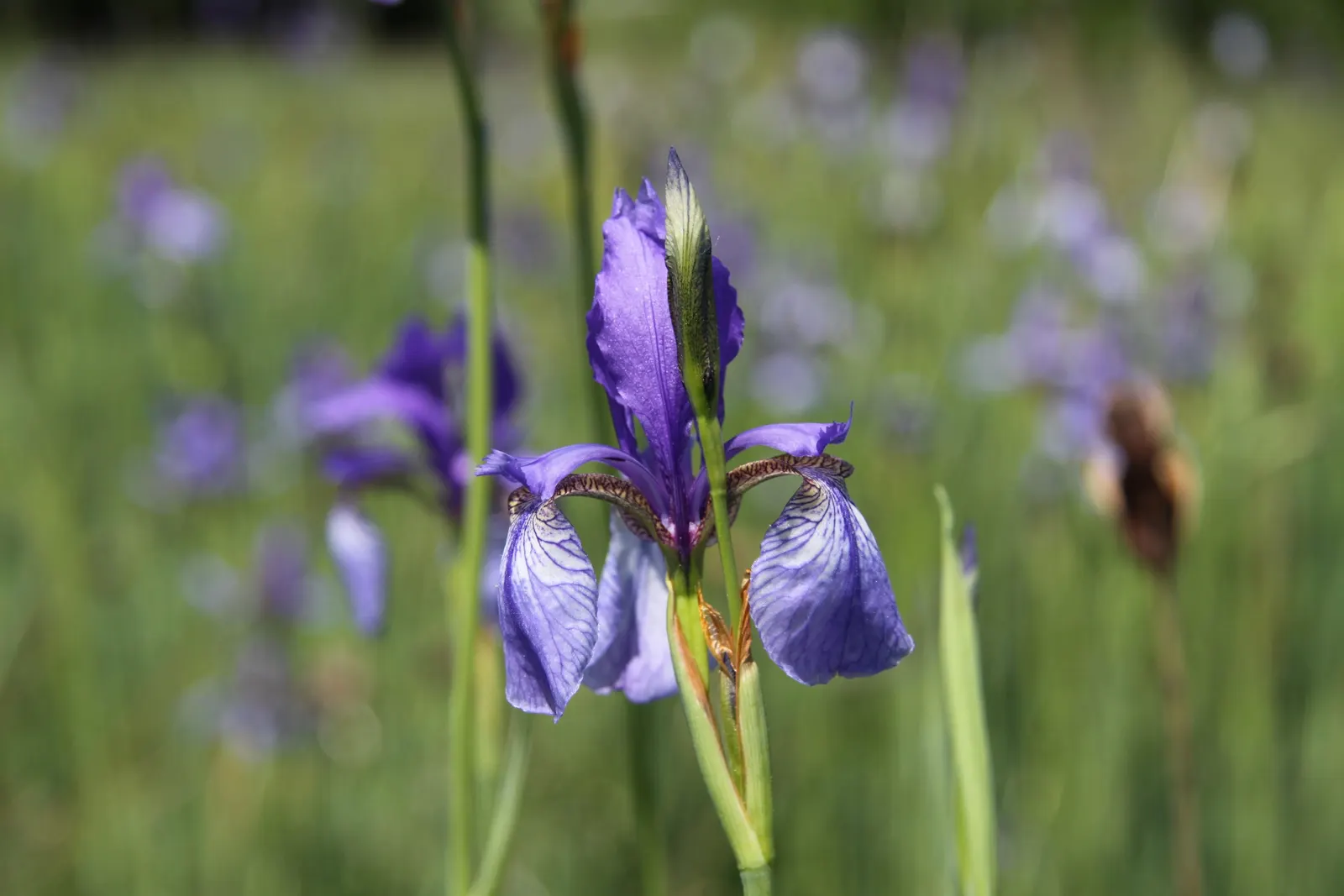 Siberian Iris (Iris Sibirica) — this elegant iris adds vertical interest to any landscape design