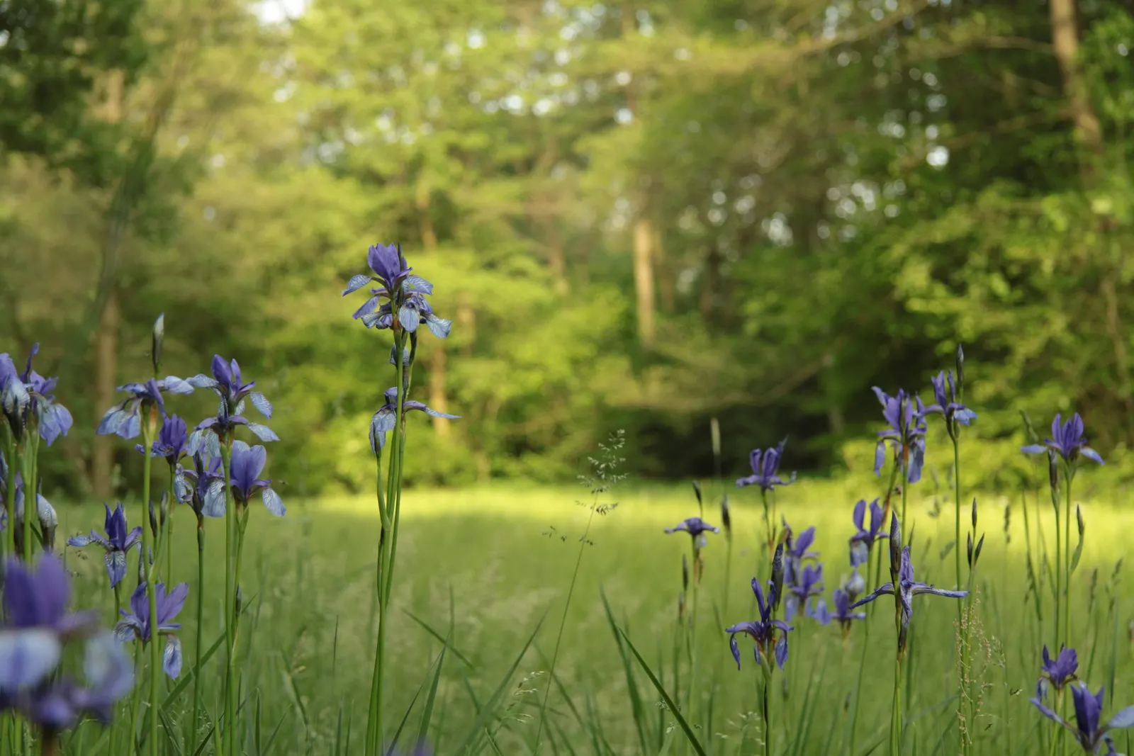 Siberian Iris (Iris Sibirica) — Thrives in full to partial sunlight and prefers moist, well-drained soil; typically reaching heights between 2 to 4, image 125