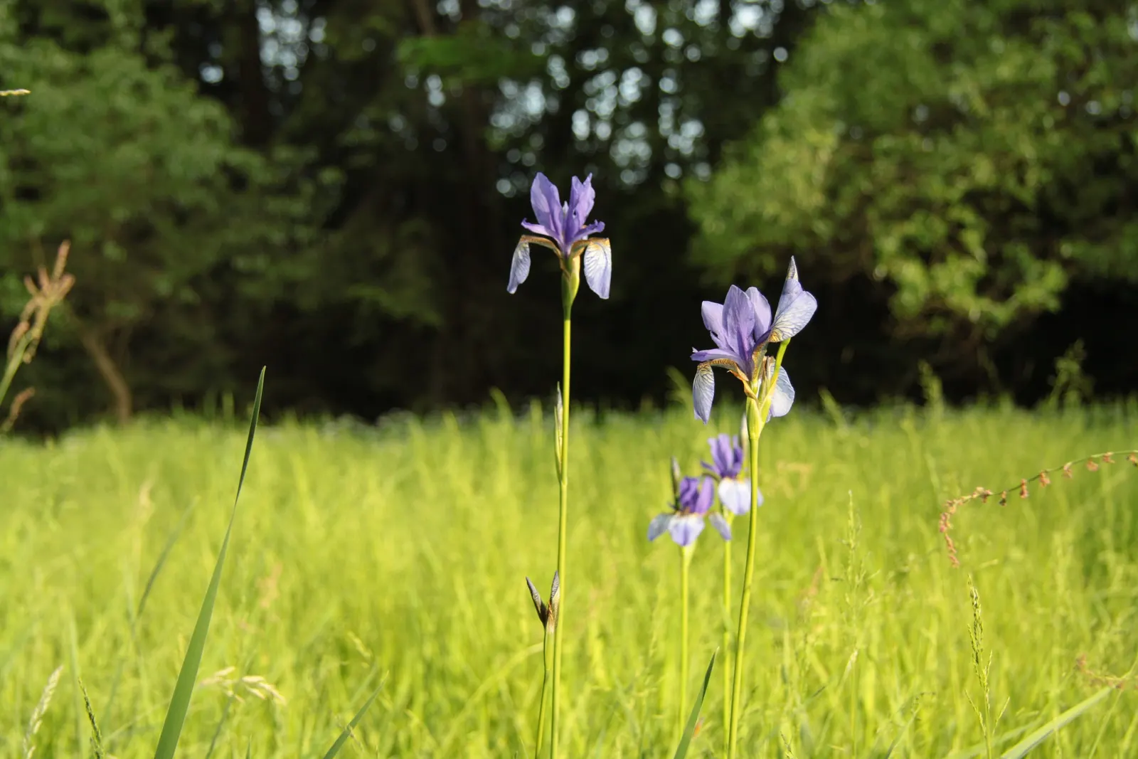 Siberian Iris (Iris Sibirica) — blue and multi-colored and violet flowers in the garden; grass-like leaves and striking