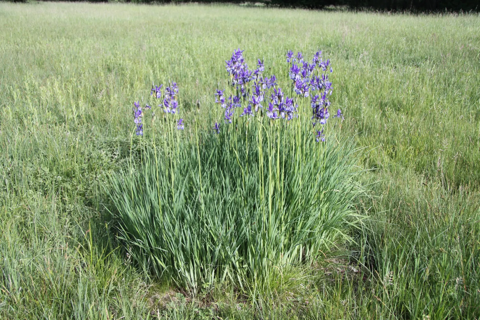 Siberian Iris (Iris Sibirica) — When incorporating Iris sibirica into a landscape plan