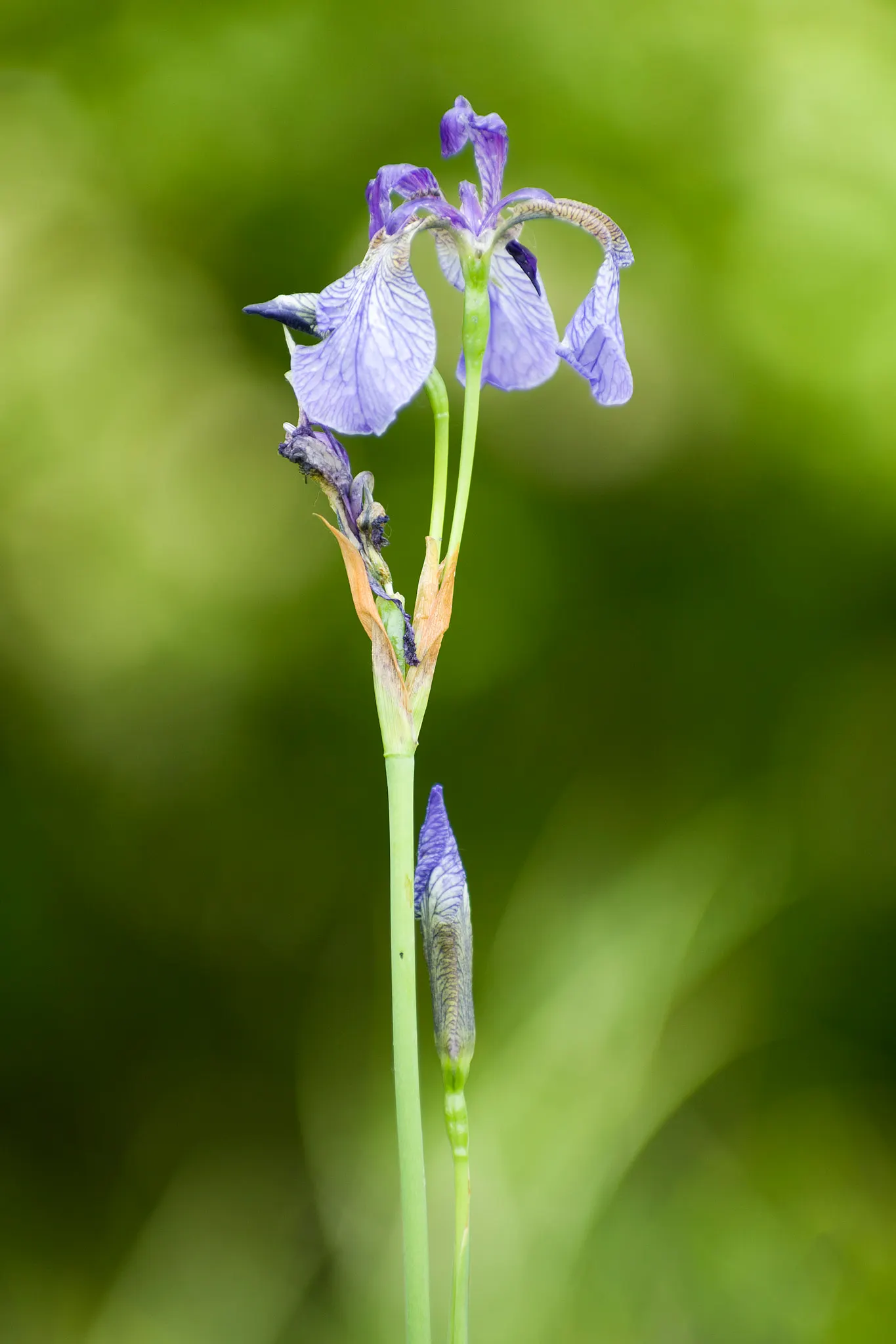Siberian Iris (Iris Sibirica) — Typically reaching heights between 2 to 4 feet with a spread of around 1 to 2 feet; thrives in full to partial, image 56