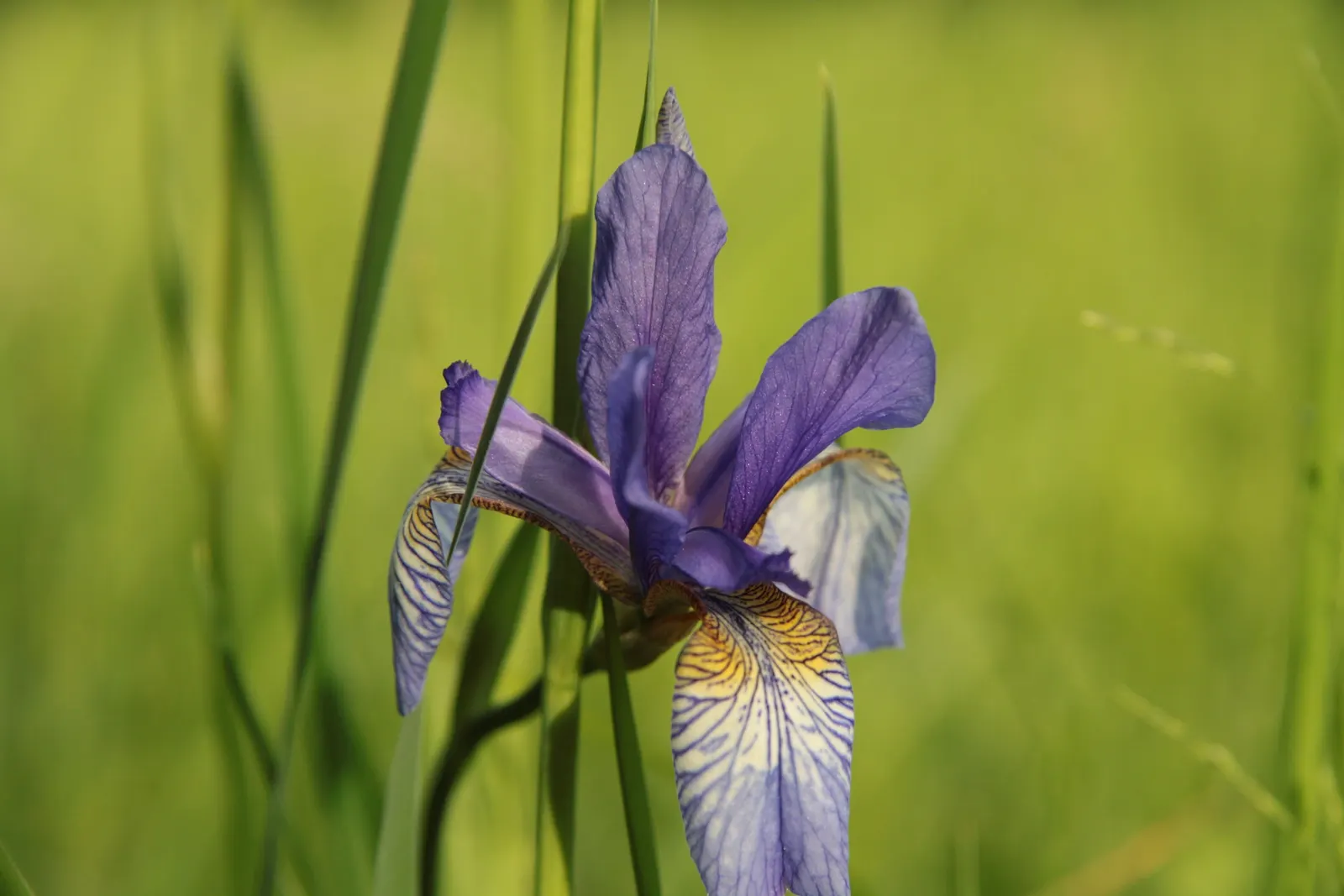 Siberian Iris (Iris Sibirica) — Siberian Iris (Iris sibirica) is a hardy perennial featuring slender; its clumping habit and vertical silhouette offer striking