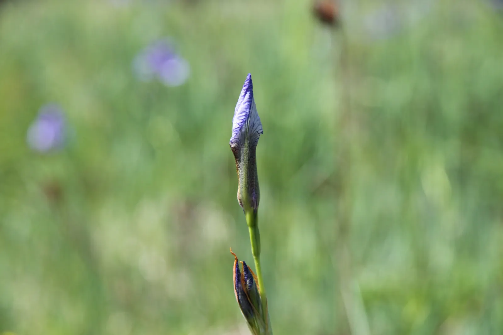 Siberian Iris (Iris Sibirica) — When incorporating Iris sibirica into a landscape plan; requiring minimal care once established, image 92
