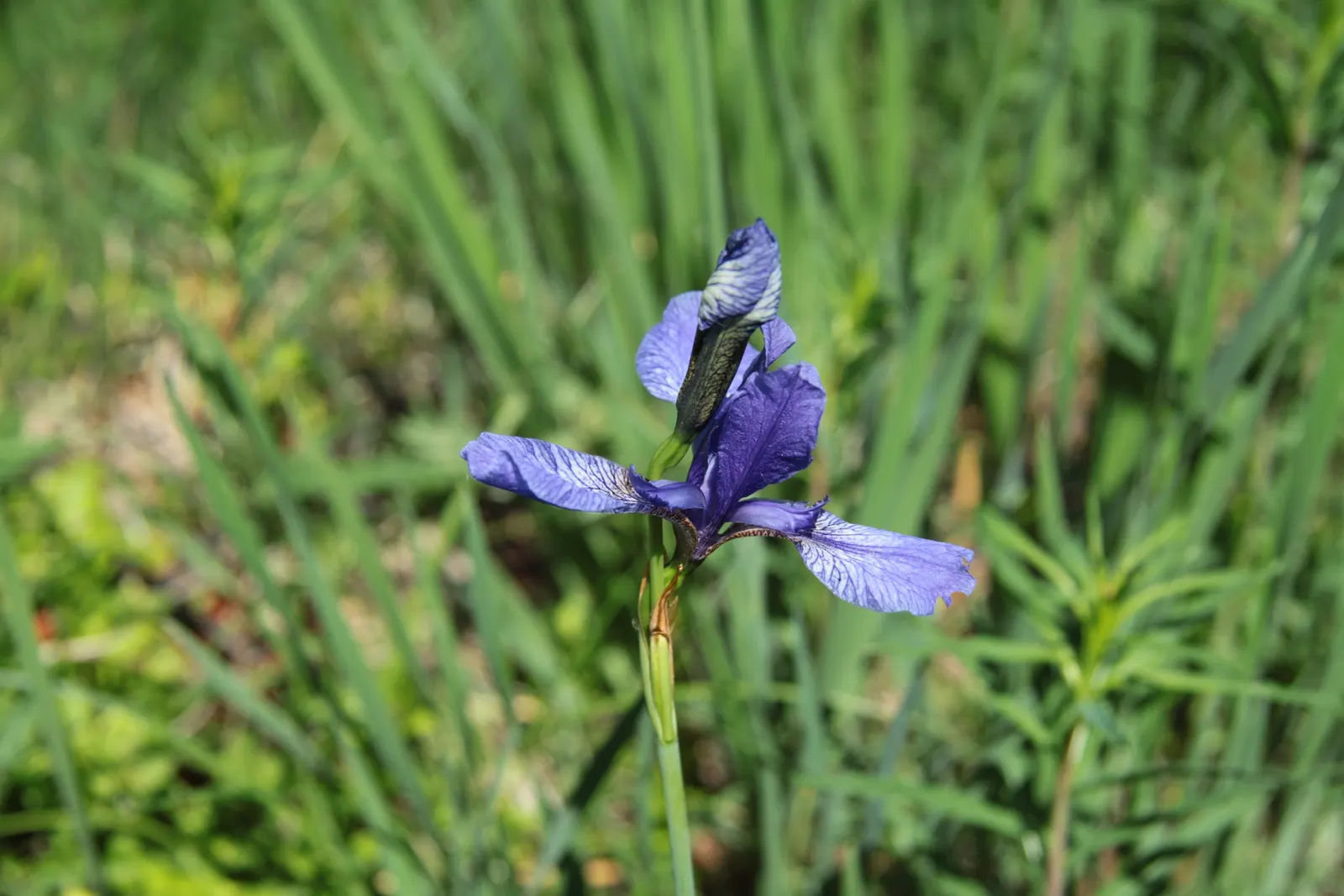 Siberian Iris (Iris Sibirica) — Typically reaching heights between 2 to 4 feet with a spread of around 1 to 2 feet; thrives in full to partial sunlight and