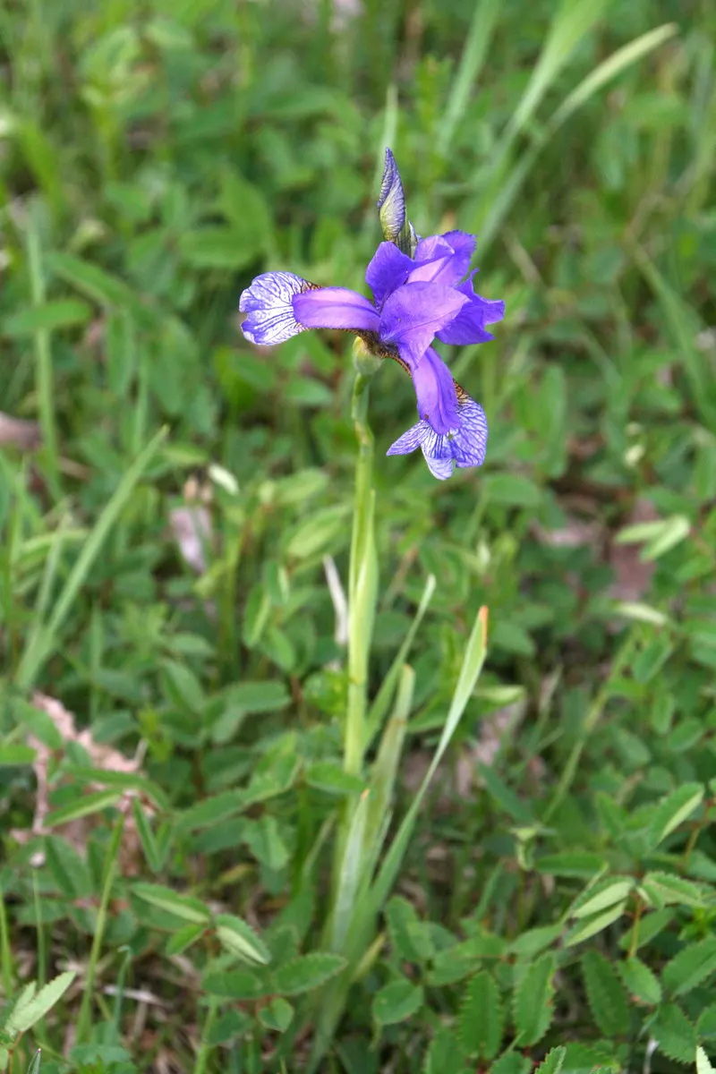 Siberian Iris (Iris Sibirica) — Iris sibirica should be planted in a location that receives full sun to part shade; this iris is hardy in USDA, image 61