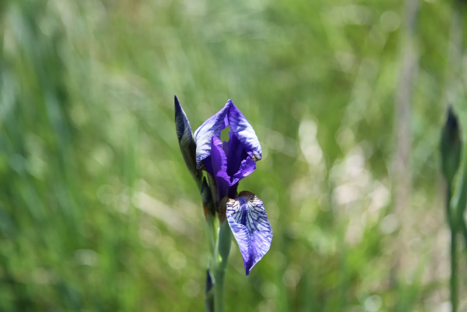 Siberian Iris (Iris Sibirica) — this elegant iris adds vertical interest to any landscape design; respectively - that are characteristic of, image 57