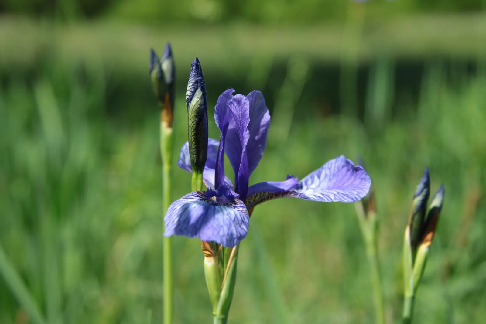 Siberian Iris (Iris Sibirica) — Typically reaching heights between 2 to 4 feet with a spread of around 1 to 2 feet; thrives in full to partial, image 104