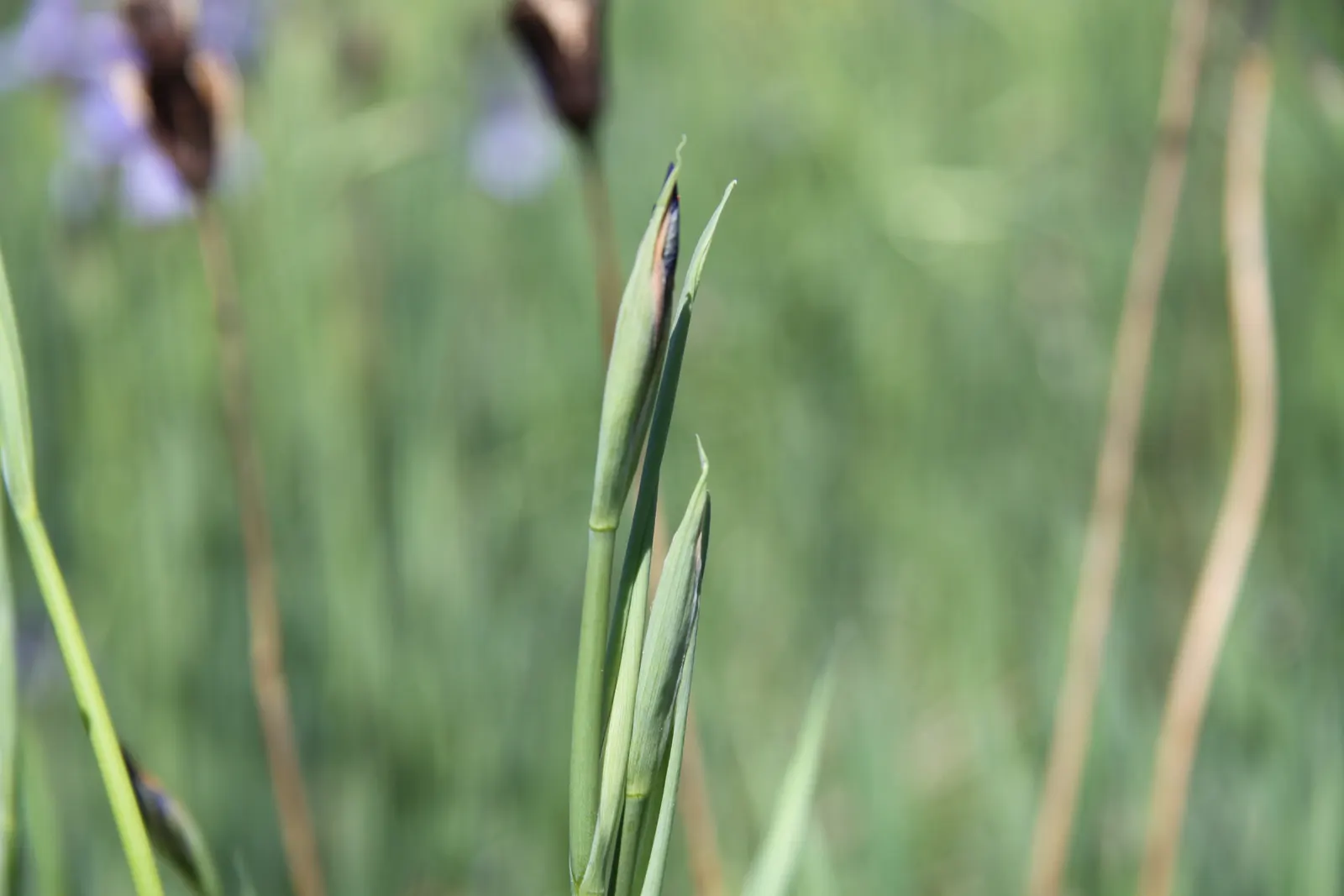 Siberian Iris (Iris Sibirica) — grass-like foliage reaching 2-3 feet in height with a spread of 1-2 feet; the flowers can display a range of colors from deep