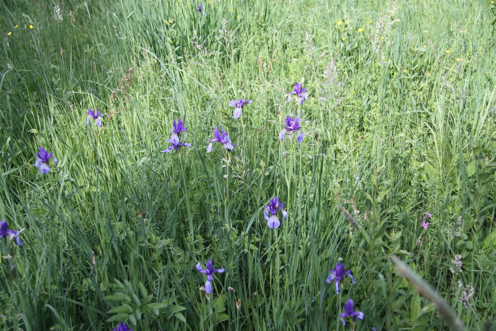 Siberian Iris (Iris Sibirica) — It thrives in well-draining soil but is notably tolerant of wetter conditions