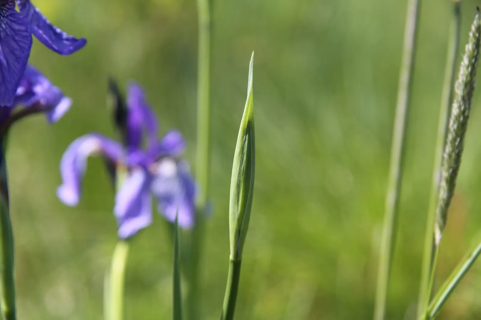 Siberian Iris (Iris Sibirica) — perennial with blue and multi-colored and violet blooms