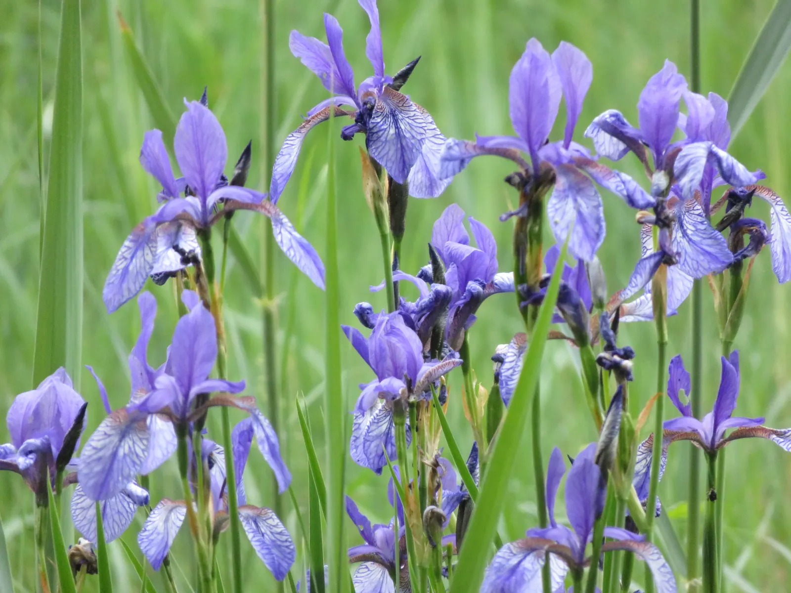 Siberian Iris (Iris Sibirica) — The Siberian Iris (Iris sibirica) is a captivating perennial that graces many gardens with its slender