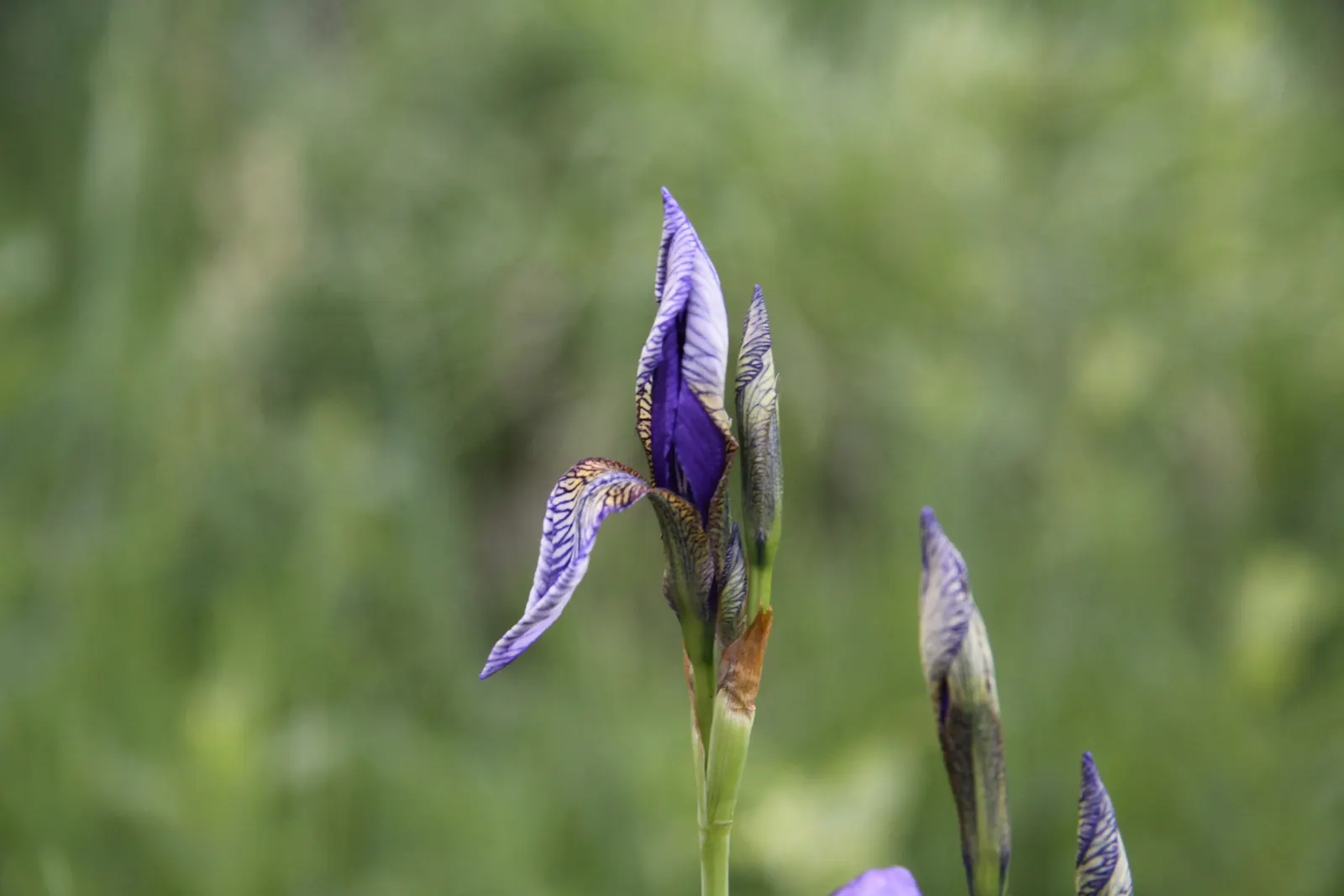Siberian Iris (Iris Sibirica) — the Siberian Iris produces several exquisite blooms per stalk; adding both a functional and enchanting element to, image 58