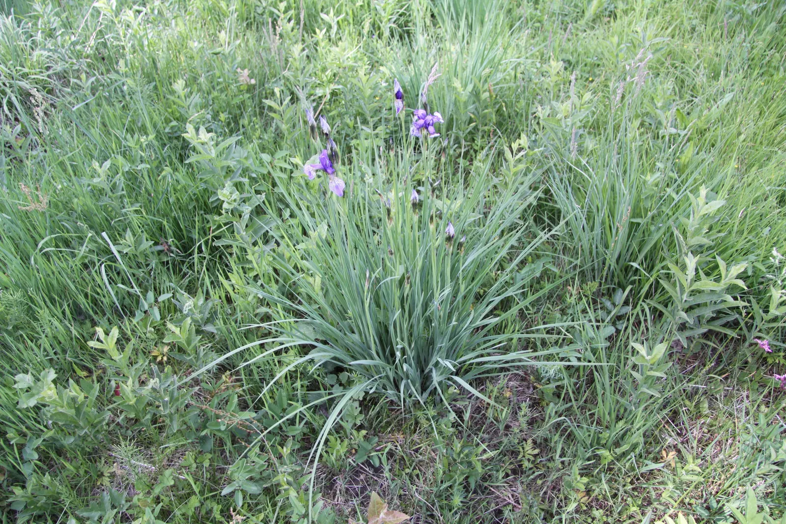 Siberian Iris (Iris Sibirica) — Typically reaching heights between 2 to 4 feet with a spread of around 1 to 2 feet; thrives in full to partial, image 80