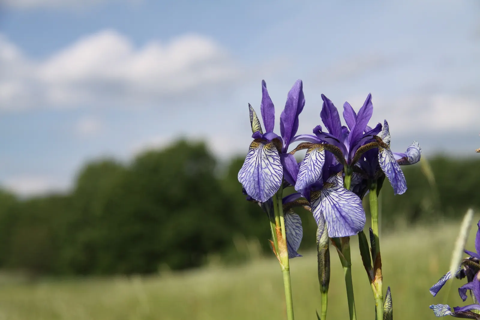 Siberian Iris (Iris Sibirica) — When incorporating Iris sibirica into a landscape plan; requiring minimal care once established, image 68