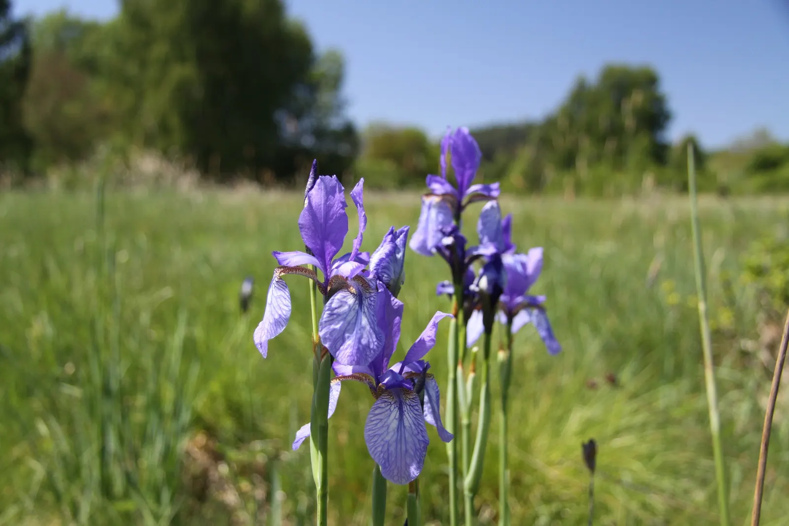 Siberian Iris (Iris Sibirica) — The Siberian Iris (Iris sibirica) is a captivating perennial that graces many gardens with its slender; making it, image 126