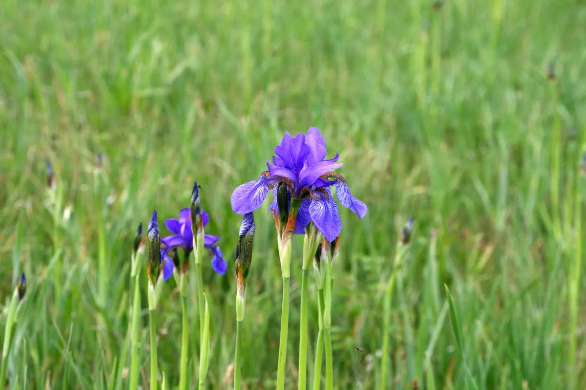 Siberian Iris (Iris Sibirica) — It thrives in well-draining soil but is notably tolerant of wetter conditions; perennial with blue and, image 86