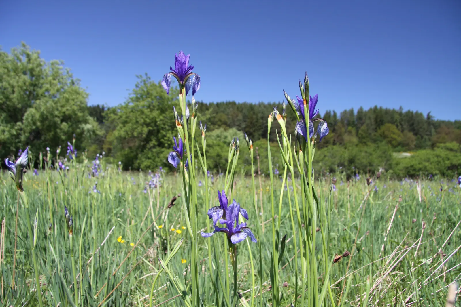 Siberian Iris (Iris Sibirica) — this elegant iris adds vertical interest to any landscape design; respectively - that are characteristic of irises.<br><br>For