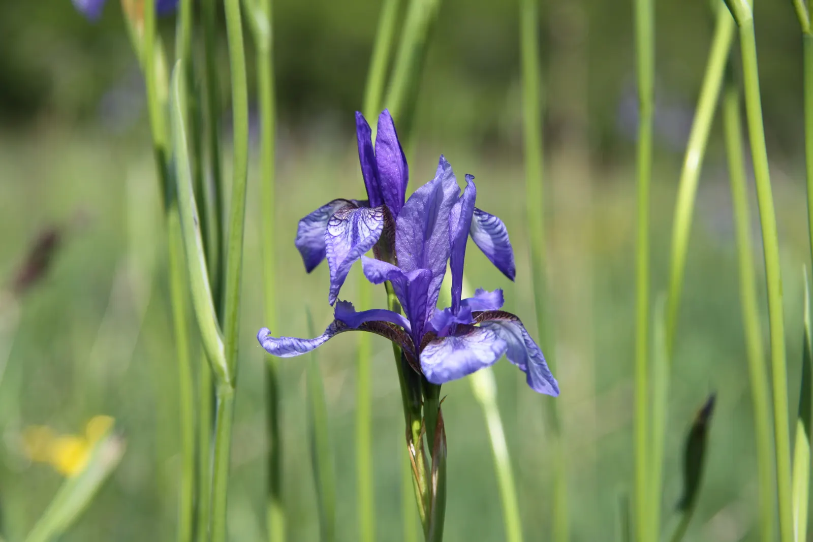 Siberian Iris (Iris Sibirica) — blue and multi-colored and violet flowers in the garden