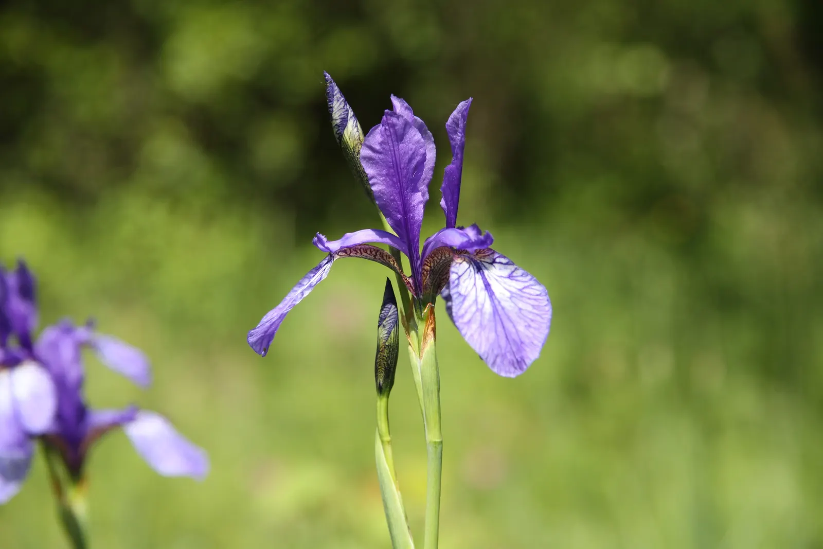 Siberian Iris (Iris Sibirica) — perennial with blue and multi-colored and violet blooms; it thrives in well-draining soil but is notably tolerant of wetter
