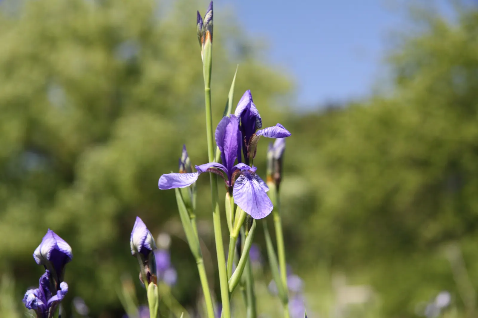 Siberian Iris (Iris Sibirica) — requiring minimal care once established; when incorporating Iris sibirica into a landscape plan