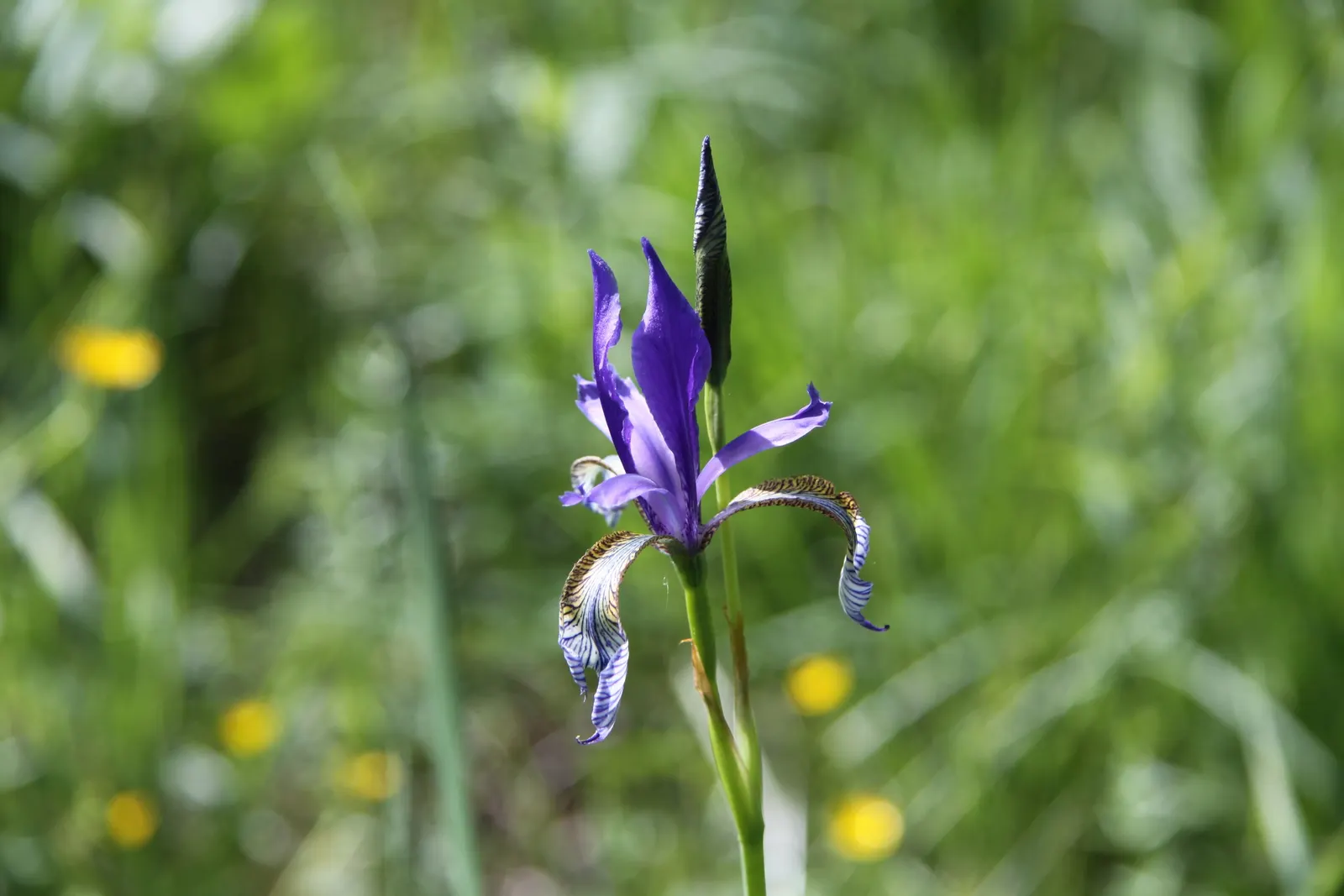 Siberian Iris (Iris Sibirica) — this elegant iris adds vertical interest to any landscape design; respectively - that are characteristic of, image 105
