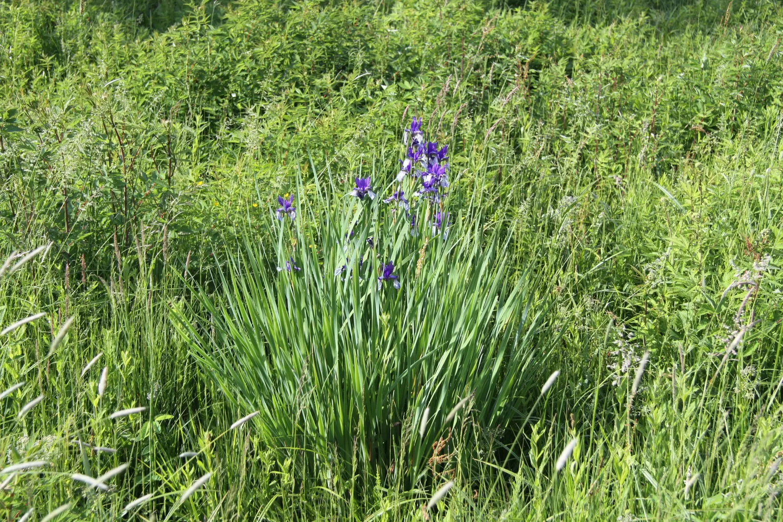 Siberian Iris (Iris Sibirica) — perennial with blue and multi-colored and violet blooms; it thrives in well-draining soil but is notably tolerant, image 71