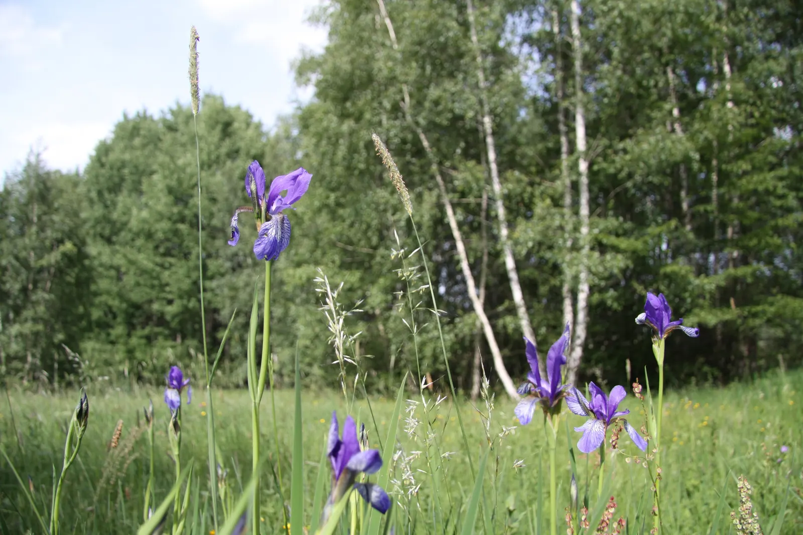 Siberian Iris (Iris Sibirica) — Thrives in full to partial sunlight and prefers moist, well-drained soil