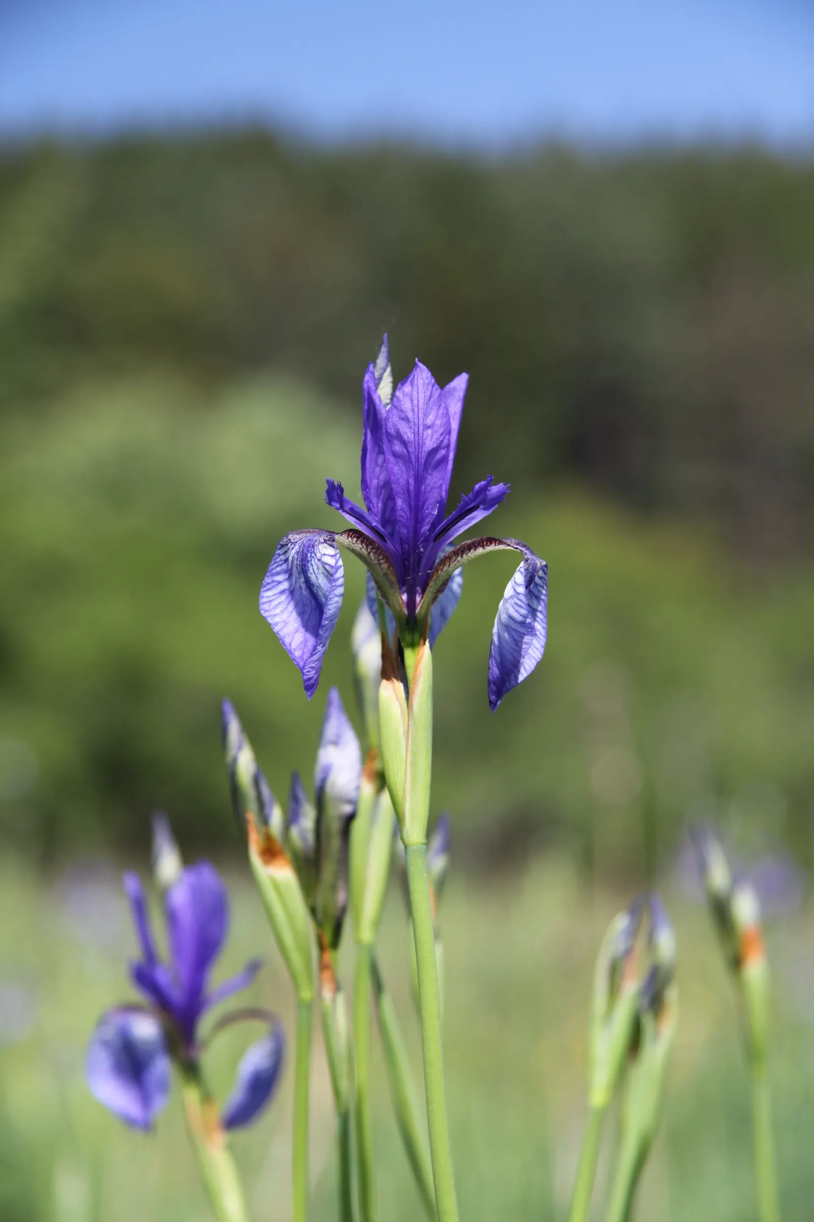 Siberian Iris (Iris Sibirica) — grass-like leaves and striking; blue and multi-colored and violet flowers in the garden, image 79