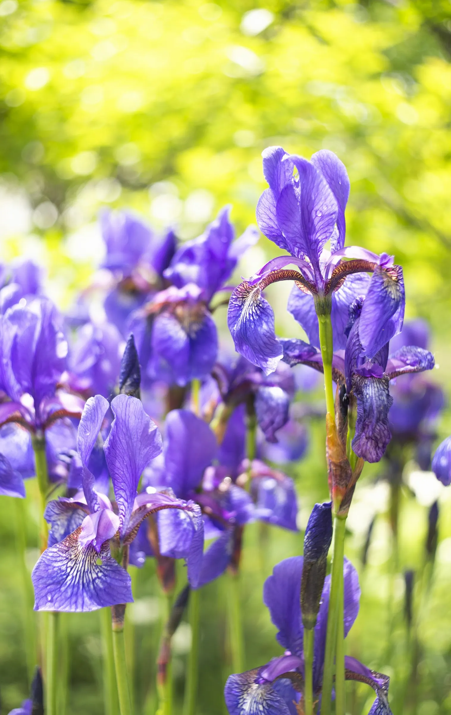Siberian Iris (Iris Sibirica) — It is also deer-resistant and draws in pollinators