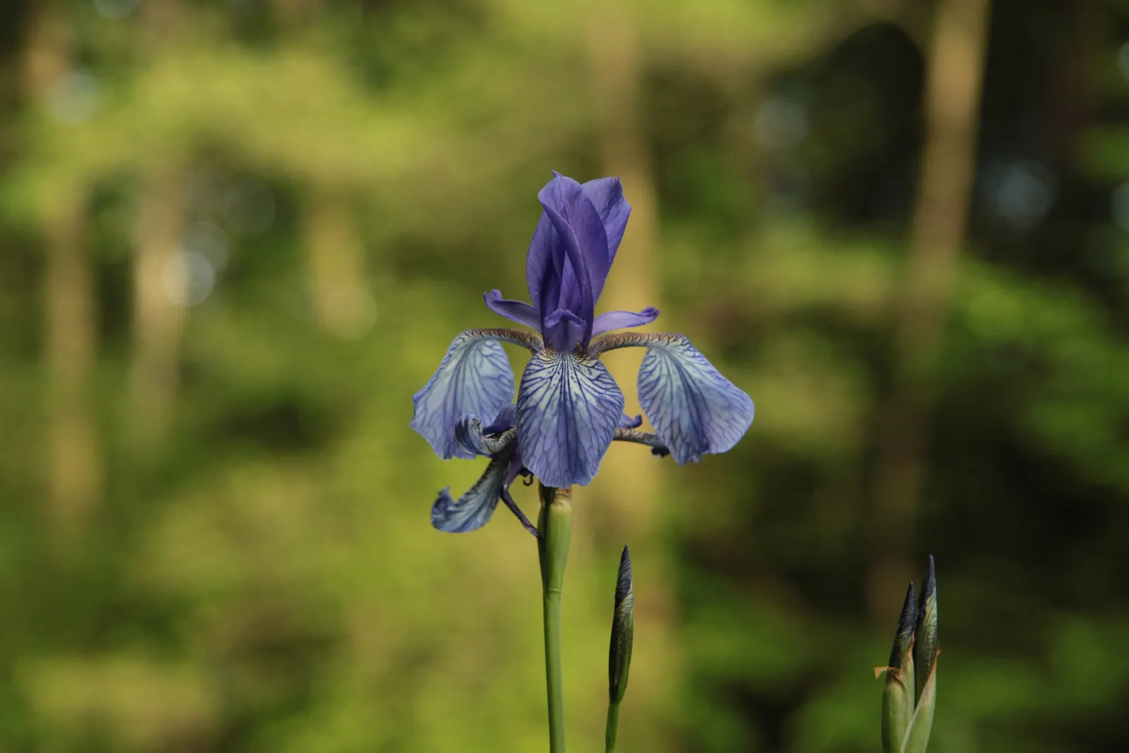 Siberian Iris (Iris Sibirica) — Iris sibirica should be planted in a location that receives full sun to part shade; this iris is hardy in USDA, image 109