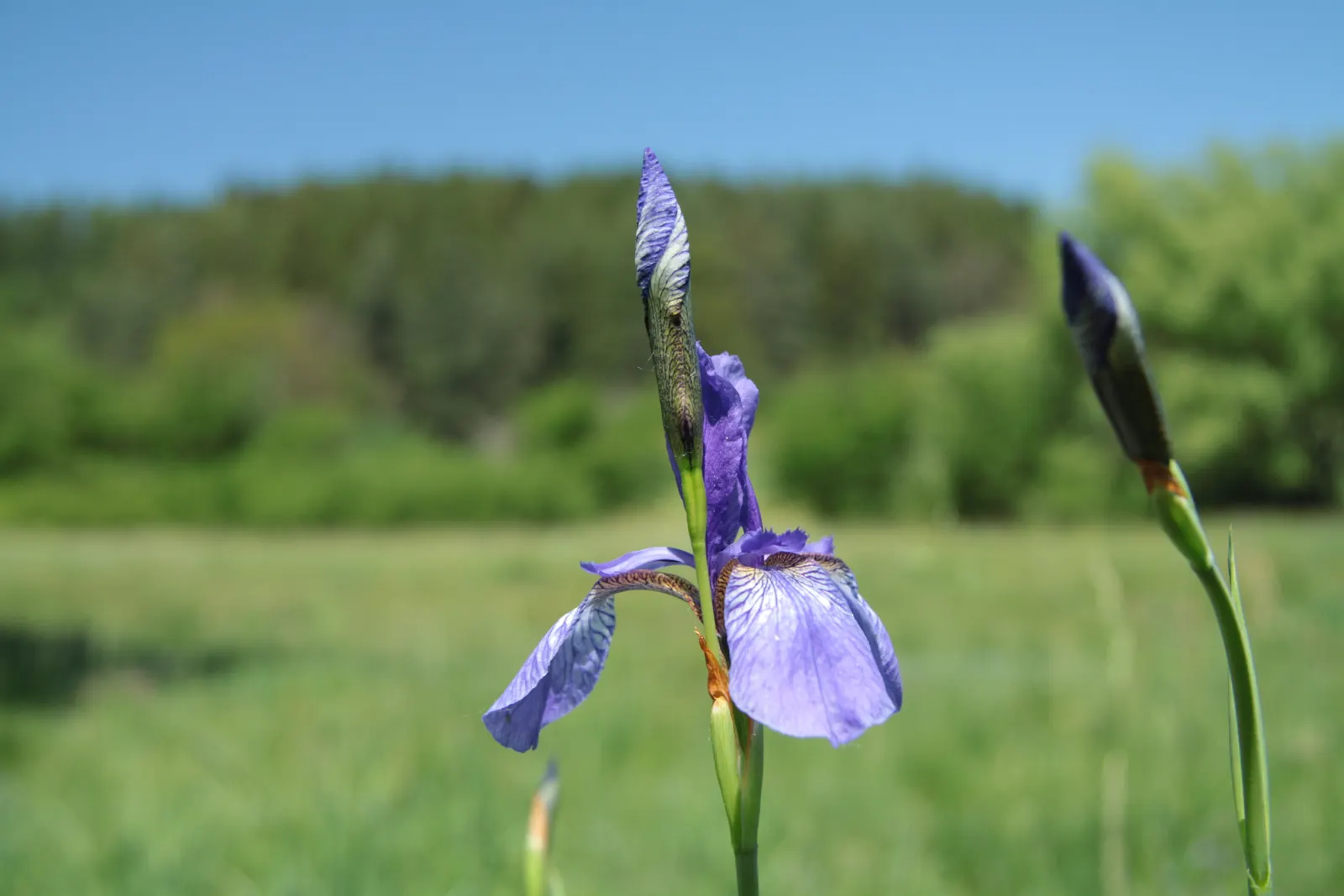 Siberian Iris (Iris Sibirica) — It thrives in well-draining soil but is notably tolerant of wetter conditions; perennial with blue and, image 62