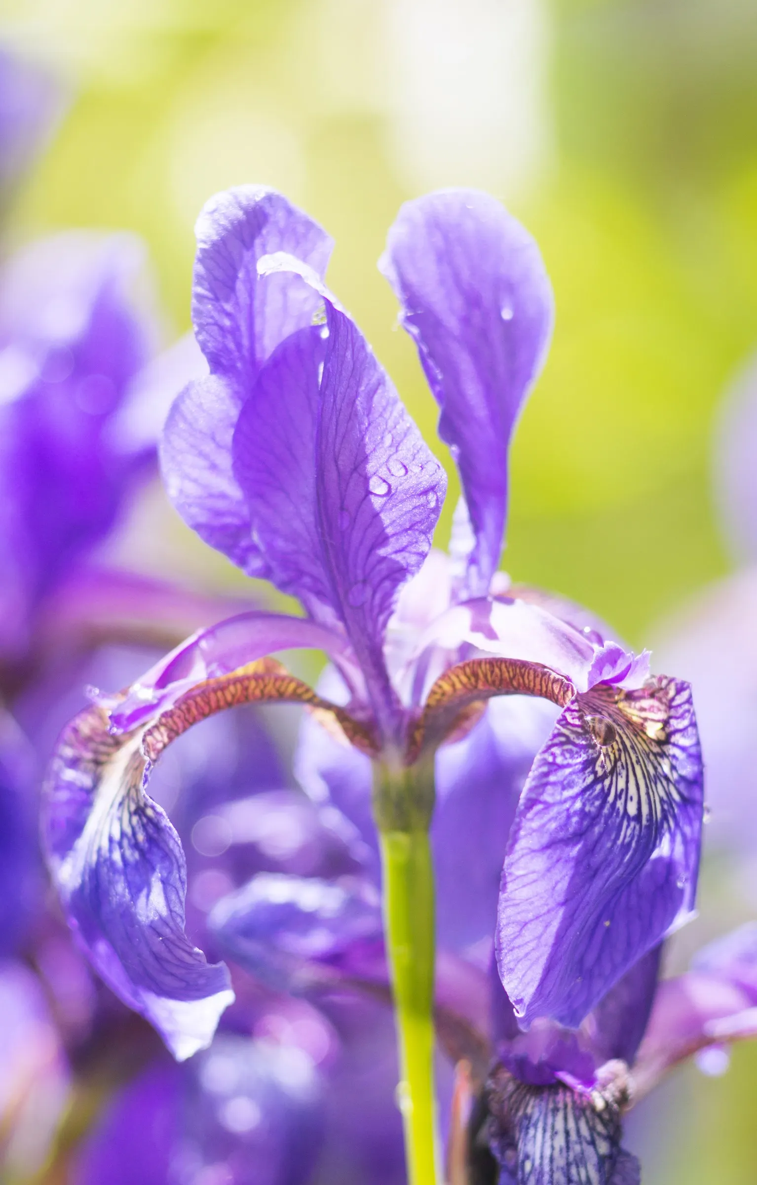 Siberian Iris (Iris Sibirica) — grass-like foliage reaching 2-3 feet in height with a spread of 1-2 feet; the flowers can display a range of colors, image 122
