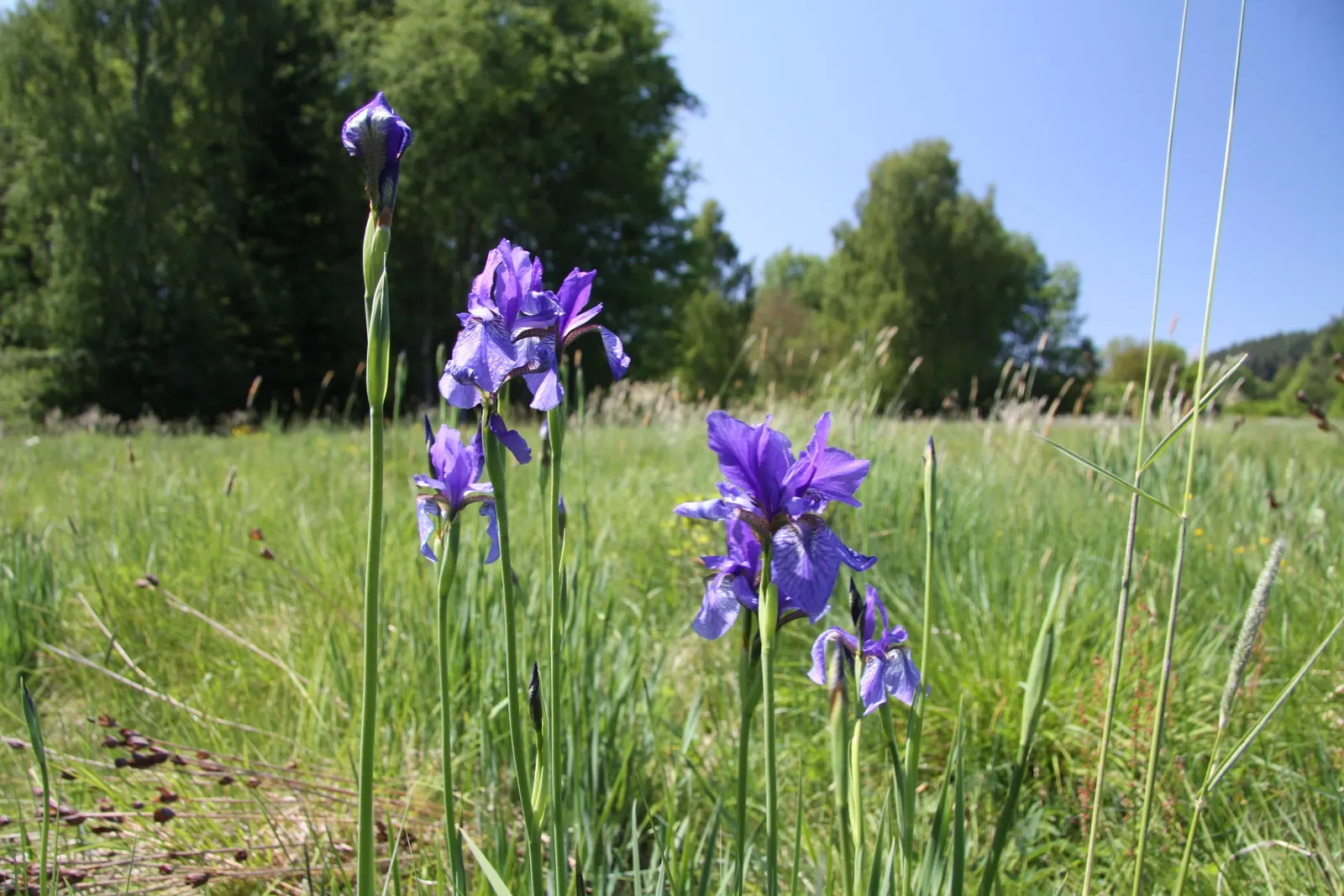 Siberian Iris (Iris Sibirica) — perennial for full or half; consider mass plantings for a dramatic effect or singularly for subtle elegance, image 72