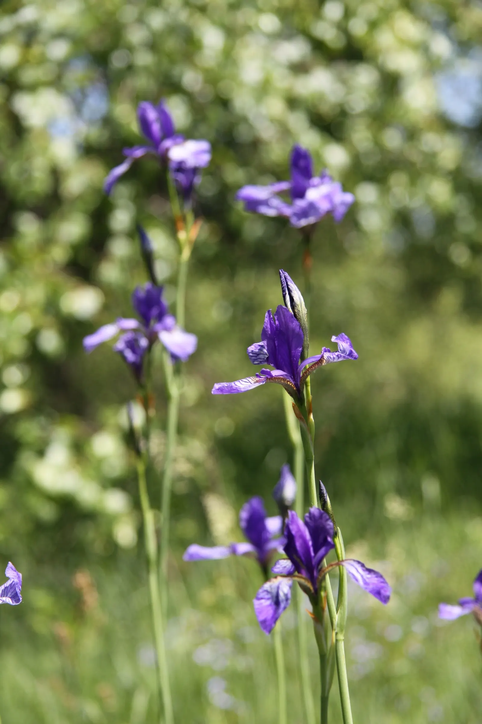 Siberian Iris (Iris Sibirica) — Thrives in full to partial sunlight and prefers moist, well-drained soil; typically reaching heights between 2 to 4 feet with a