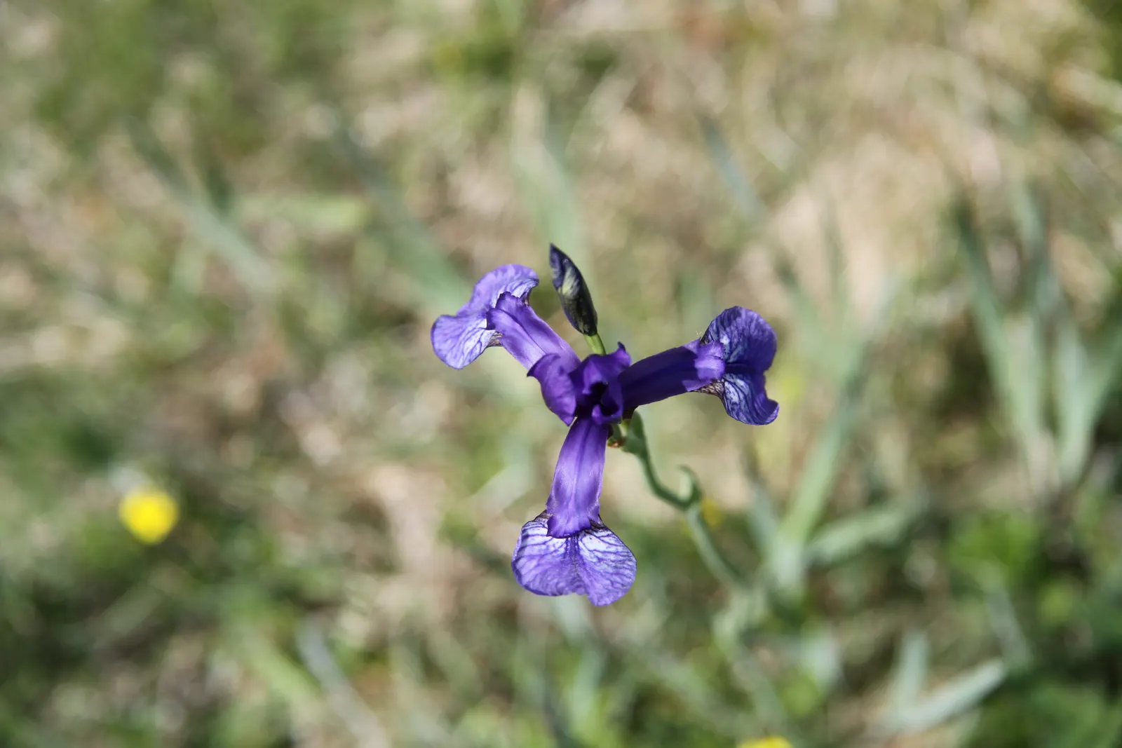 Siberian Iris (Iris Sibirica) — When incorporating Iris sibirica into a landscape plan; requiring minimal care once established