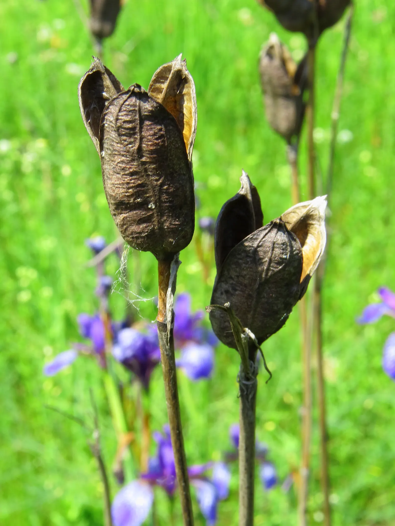 Siberian Iris (Iris Sibirica) — consider mass plantings for a dramatic effect or singularly for subtle elegance; perennial for full or half, image 93
