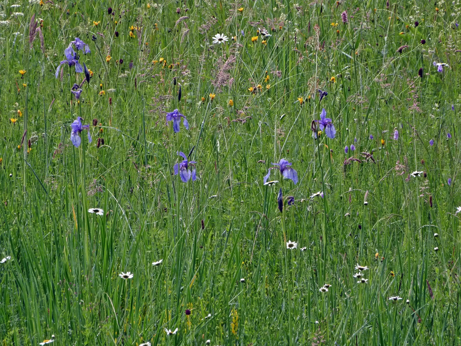 Siberian Iris (Iris Sibirica) — consider mass plantings for a dramatic effect or singularly for subtle elegance; perennial for full or half, image 117
