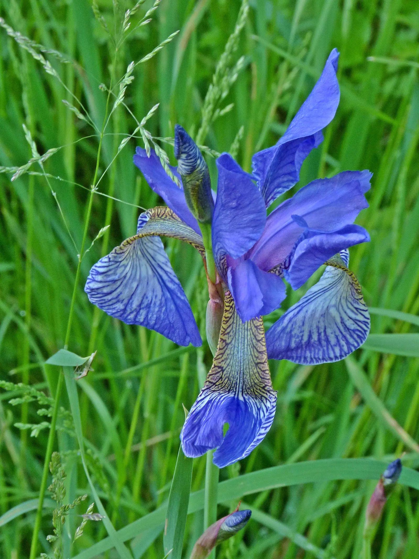 Siberian Iris (Iris Sibirica) — Its clumping habit and vertical silhouette offer striking texture to water features and borders; siberian Iris, image 76